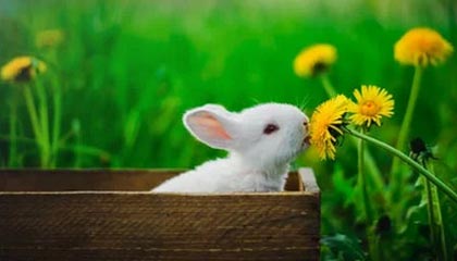 博尔塔拉最新的高价找中介取公积金违法吗方法分享(博尔塔拉中介取公积金怎么收费教程)